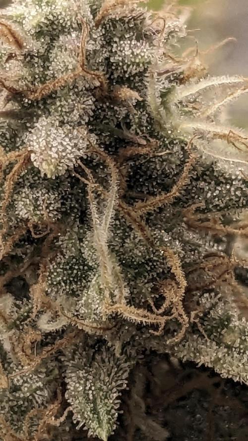 Strawberry Banana Auto. Week 11