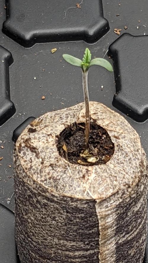 Tropicana Cookies Auto. Week 1 - 2