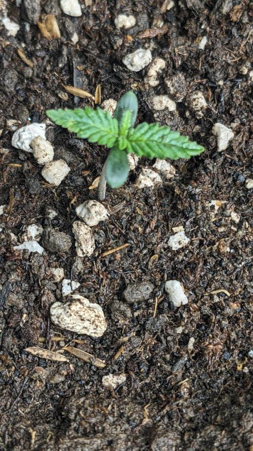 Tropicana Cookies Auto. Week 1 - 4