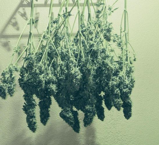 Frostbanger Auto. Week 12