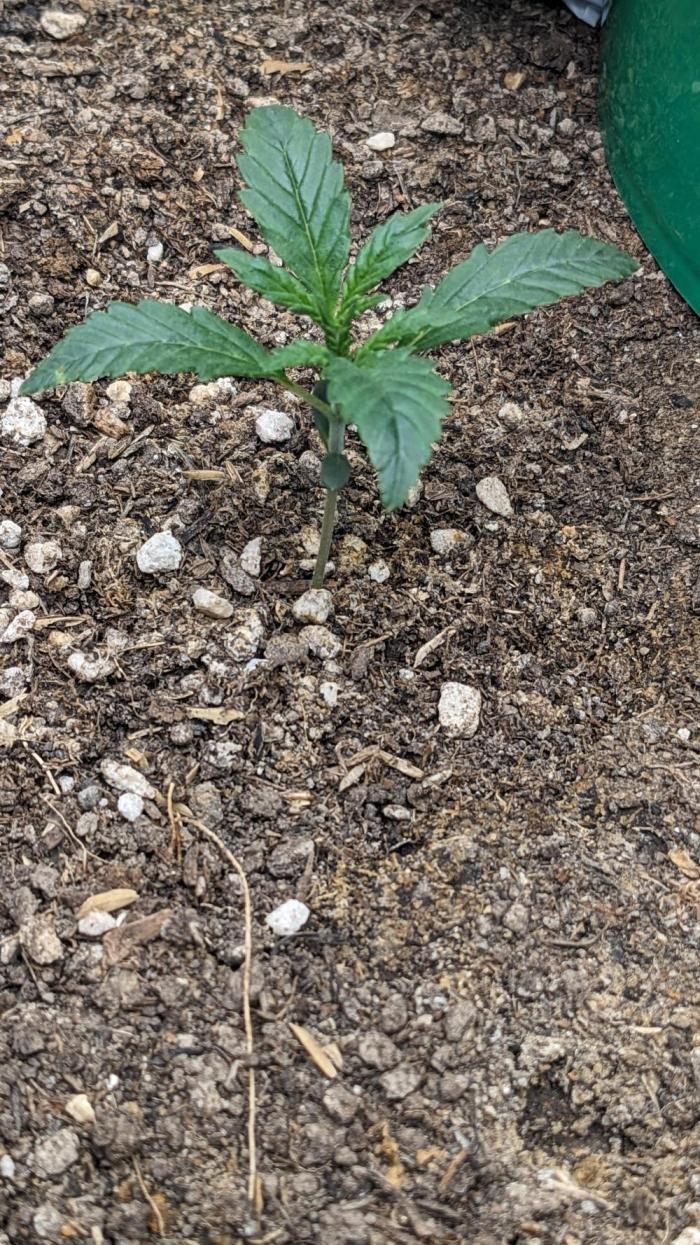 Tropicana Cookies Auto. Week 2 - 8