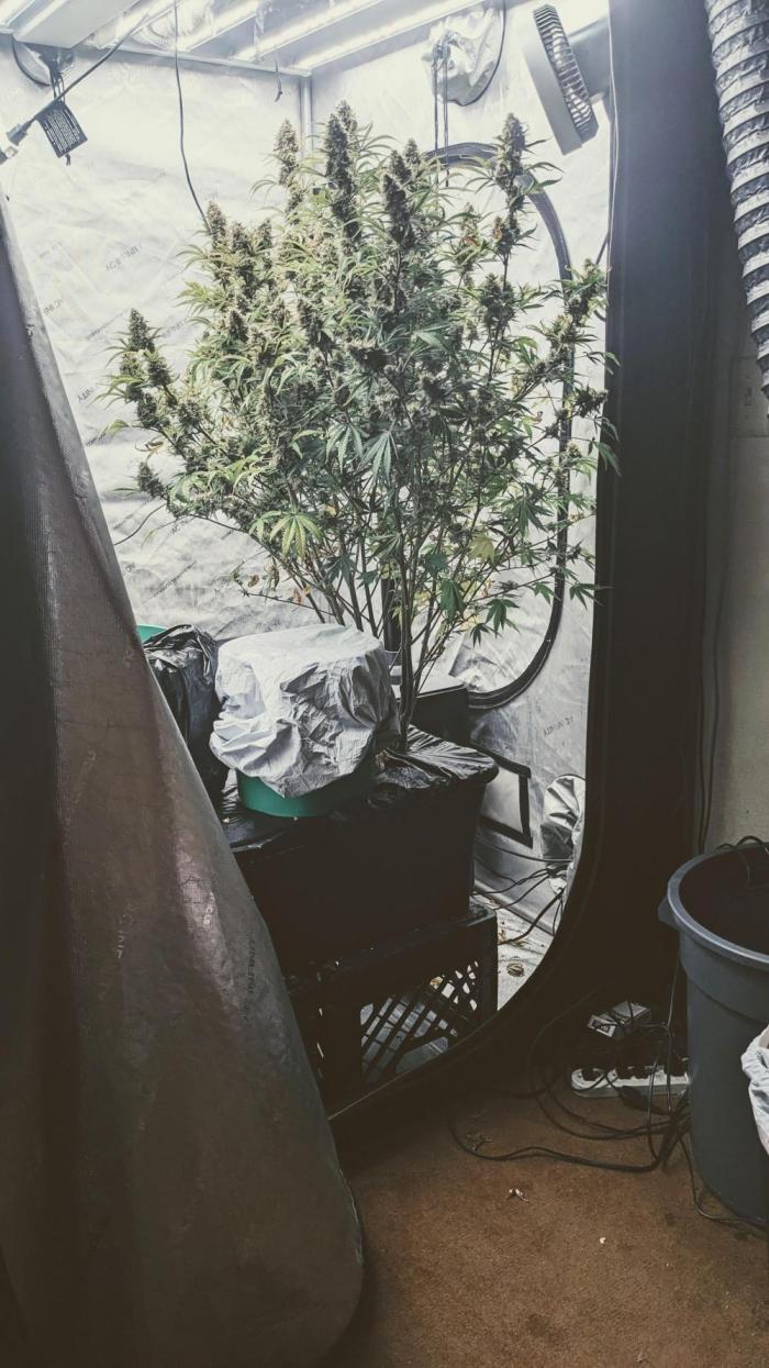 Strawberry Banana Auto. Week 12