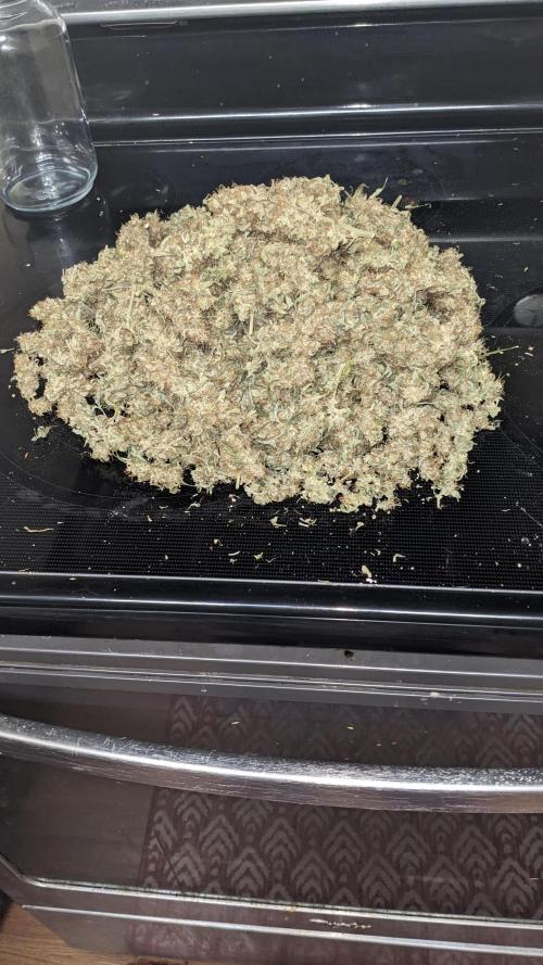 Frostbanger Auto. Week 12