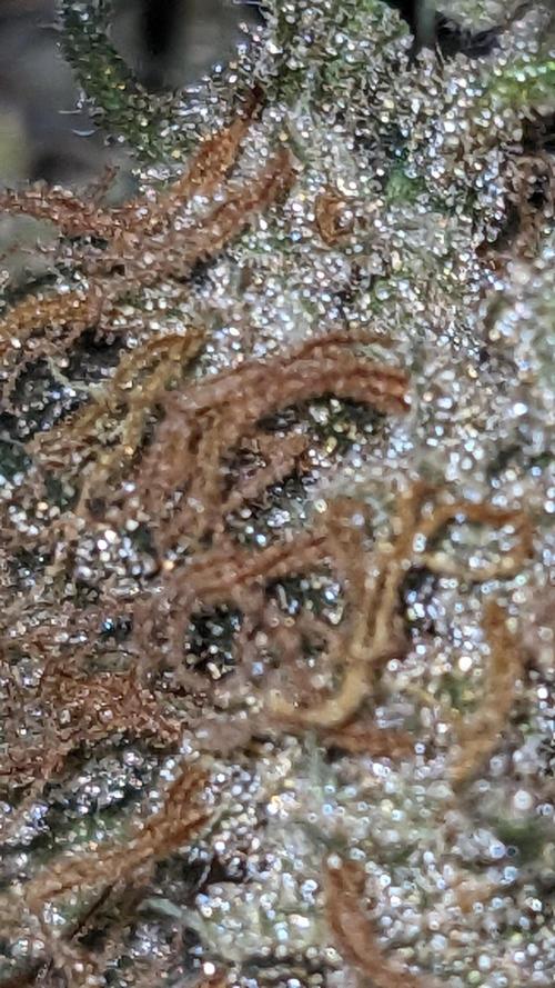 Frostbanger Auto. Week 12