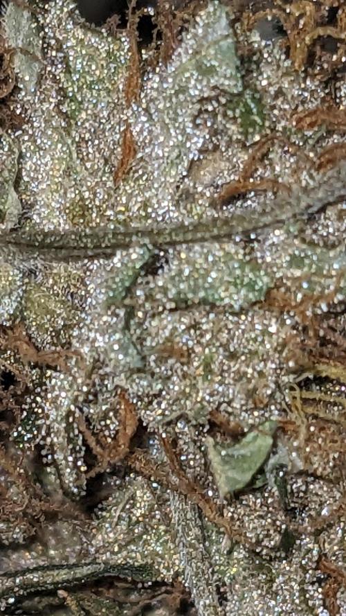 Frostbanger Auto. Week 12