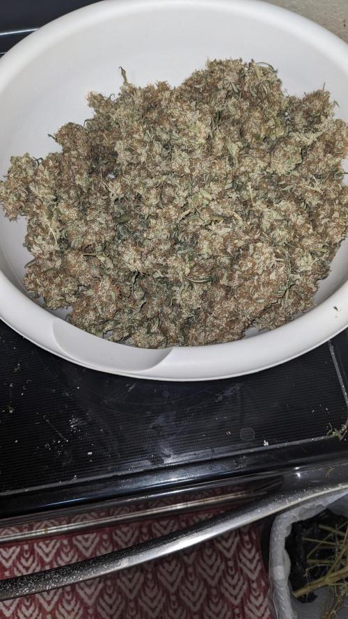 Frostbanger Auto. Week 12