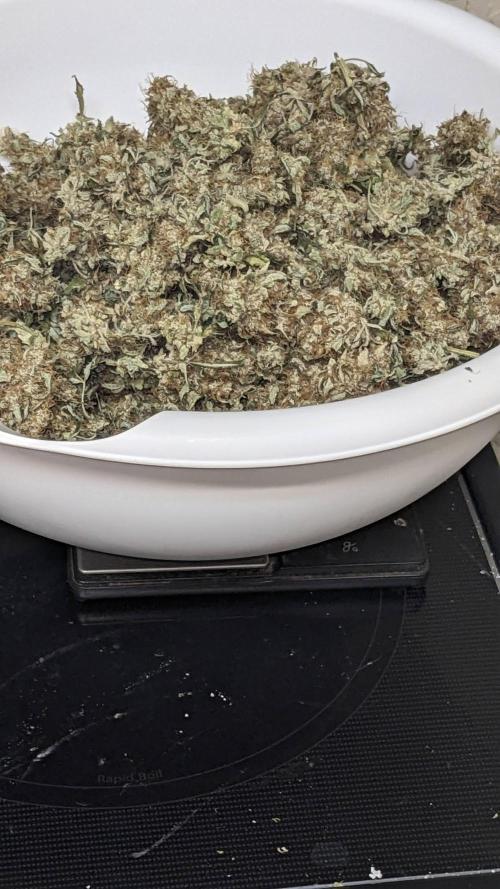 Frostbanger Auto. Week 12