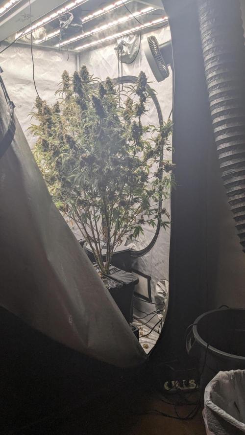 Strawberry Banana Auto. Week 13