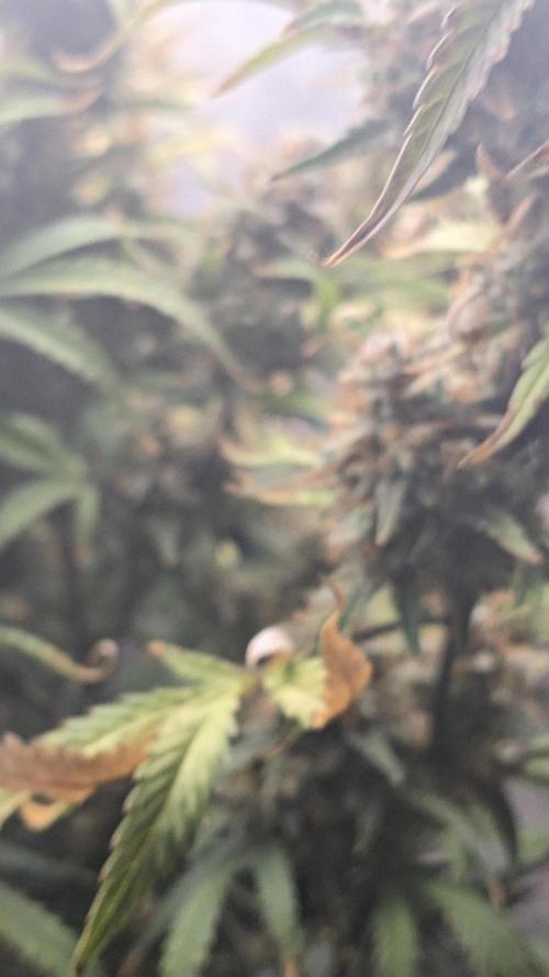 Strawberry Banana Auto. Week 13