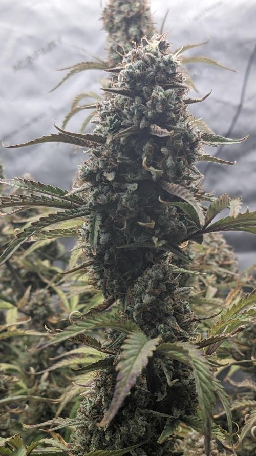 Strawberry Banana Auto. Week 13