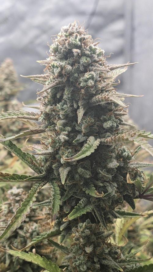 Strawberry Banana Auto. Week 13