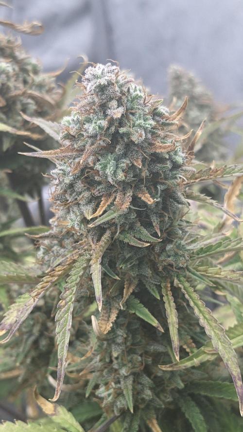 Strawberry Banana Auto. Week 13