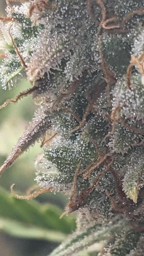 Strawberry Banana Auto. Week 13