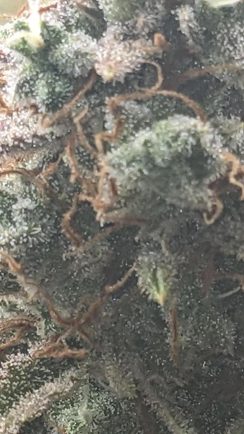 Strawberry Banana Auto. Week 13