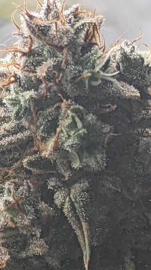 Strawberry Banana Auto. Week 13