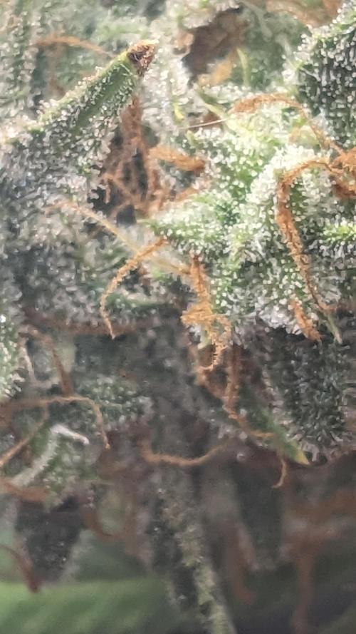 Strawberry Banana Auto. Week 13