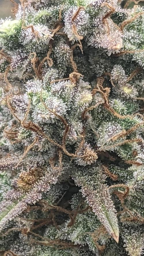 Strawberry Banana Auto. Week 13