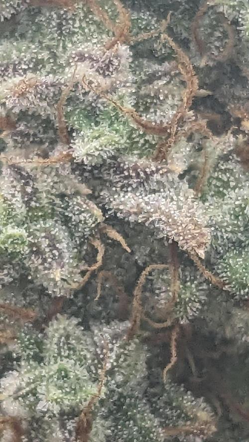 Strawberry Banana Auto. Week 13