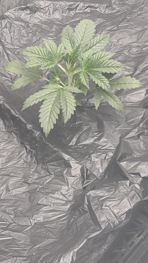 Tropicana Cookies Auto. Week 3 - Day 15 2/10/26
First reservoir fill 2 gallons 