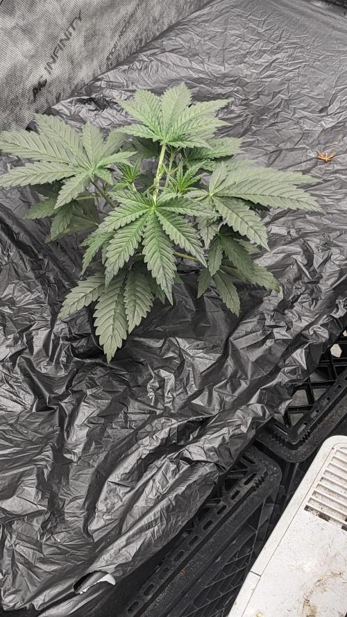 Tropicana Cookies Auto. Week 3 - Day 19 topped and first node removed 2/14/26