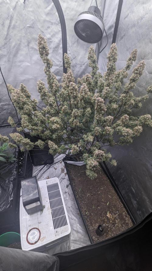 Strawberry Banana Auto. Week 14