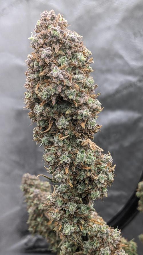 Strawberry Banana Auto. Week 14