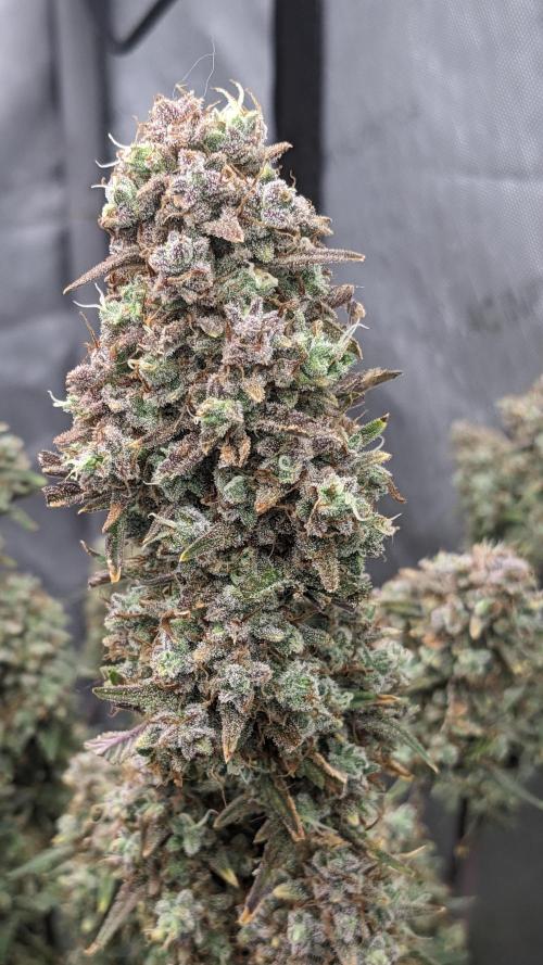 Strawberry Banana Auto. Week 14