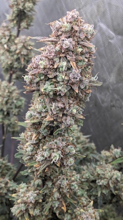 Strawberry Banana Auto. Week 14