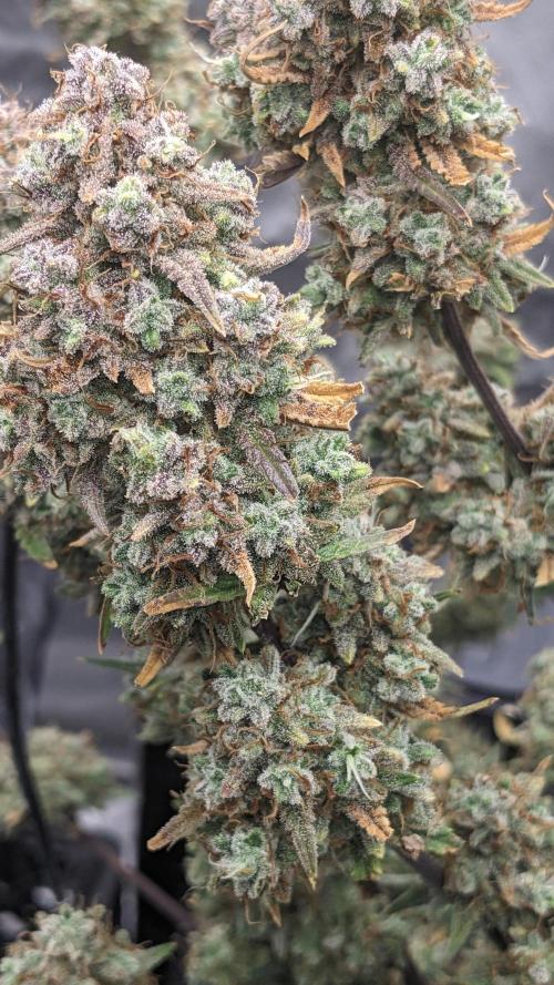 Strawberry Banana Auto. Week 14