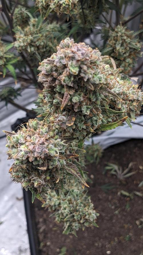 Strawberry Banana Auto. Week 14