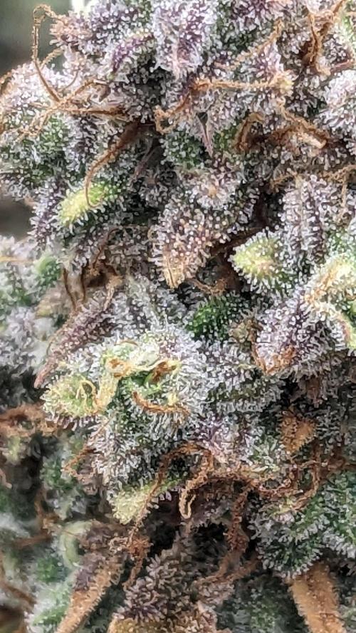 Strawberry Banana Auto. Week 14