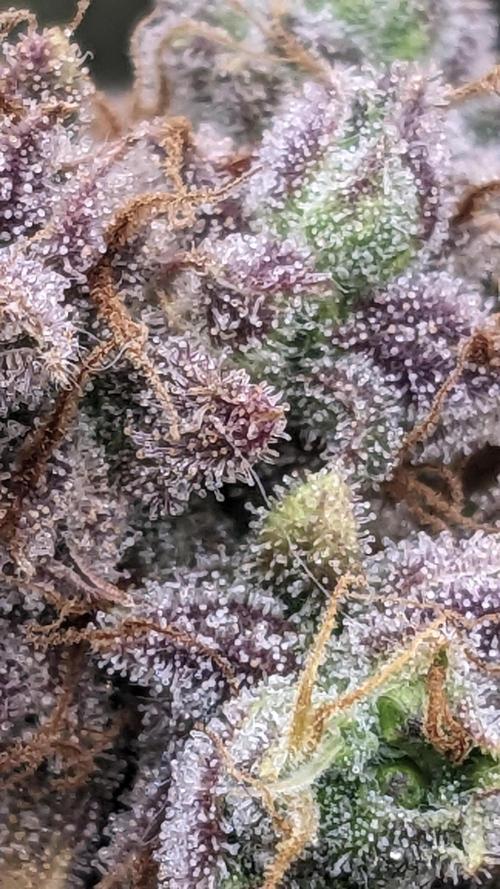 Strawberry Banana Auto. Week 14