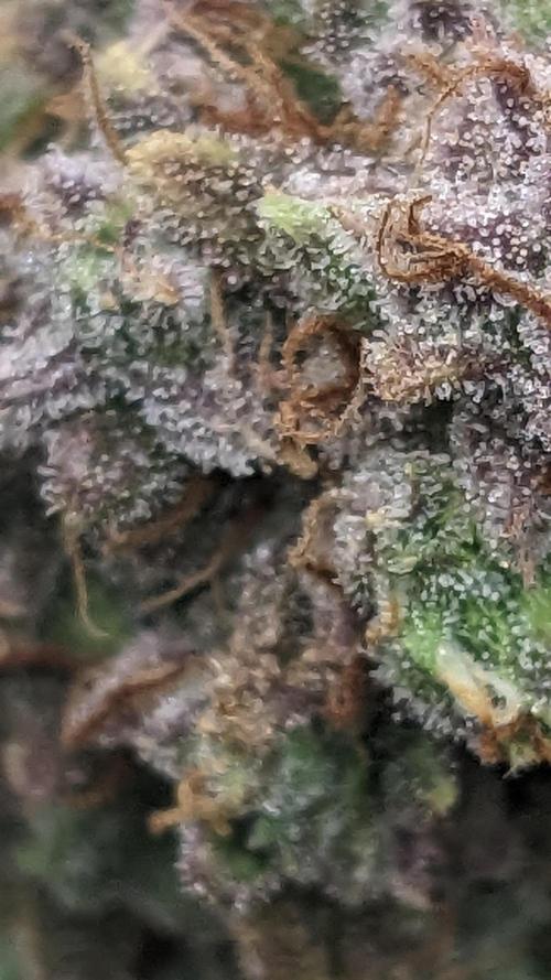 Strawberry Banana Auto. Week 14