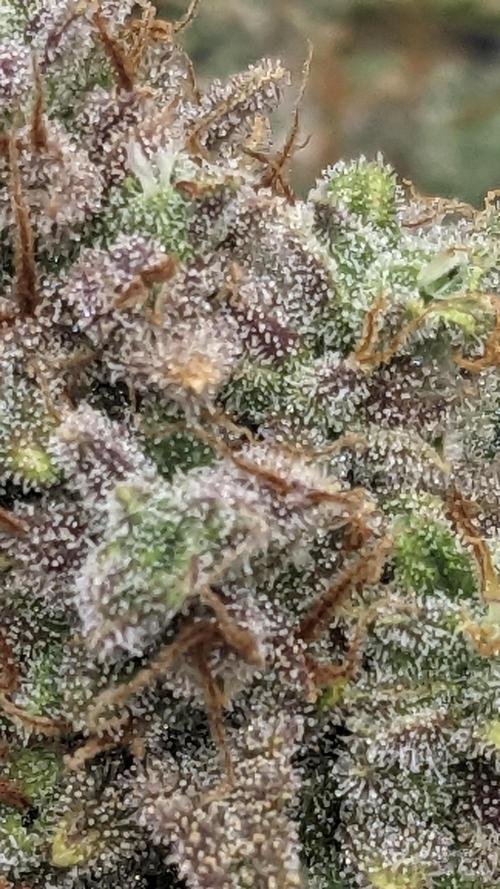 Strawberry Banana Auto. Week 14