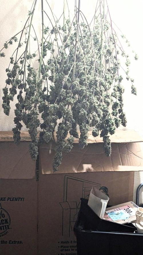 Strawberry Banana Auto. Week 14