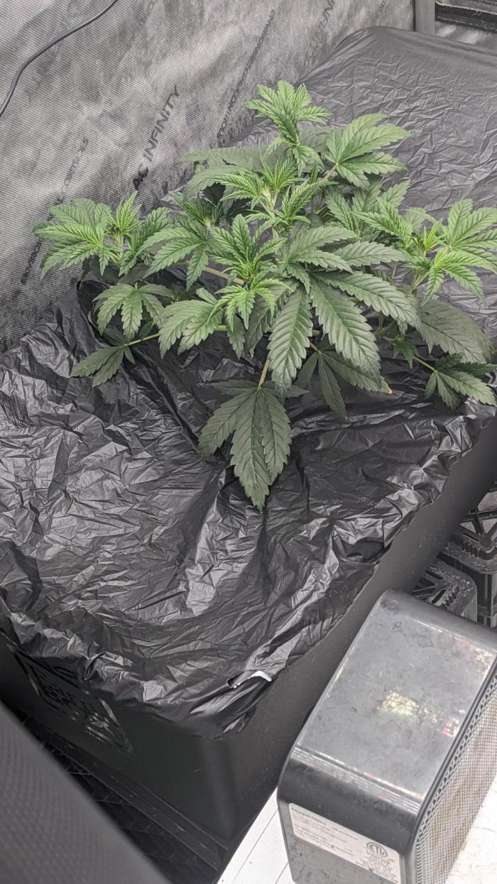 Tropicana Cookies Auto. Week 4 - 22