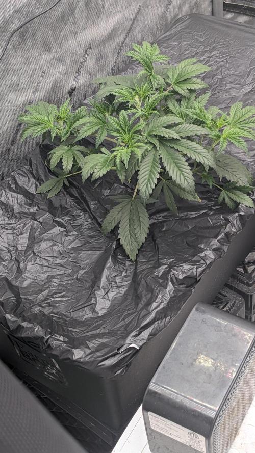 Tropicana Cookies Auto. Week 4 - 22