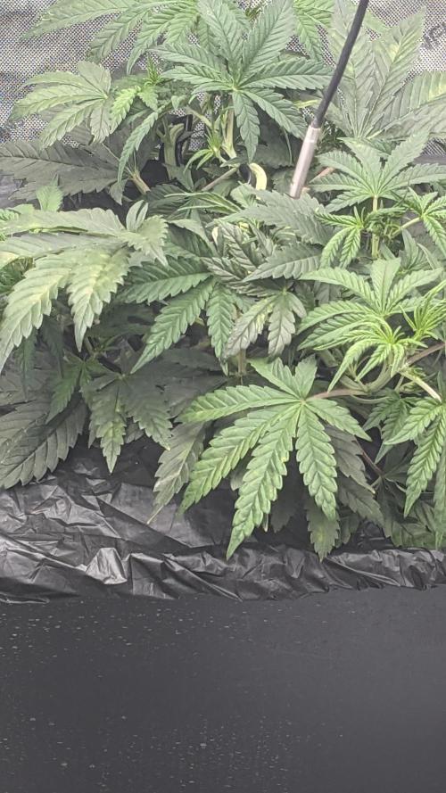 Tropicana Cookies Auto. Week 4 - 25