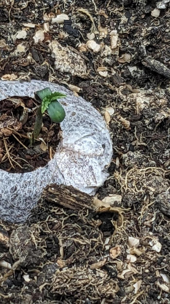 Gorilla cookies Auto. Week 1