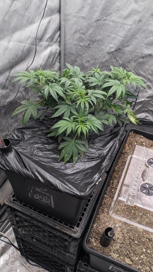 Tropicana Cookies Auto. Week 4 - 28