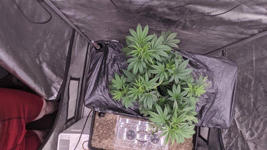 Tropicana Cookies Auto. Week 4 - 28
