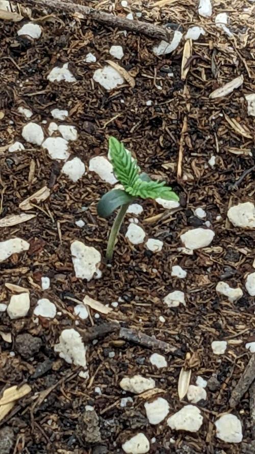 Gorilla cookies Auto. Week 1 - 2