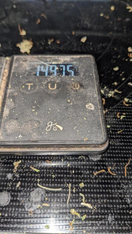 Strawberry Banana Auto. Week 14