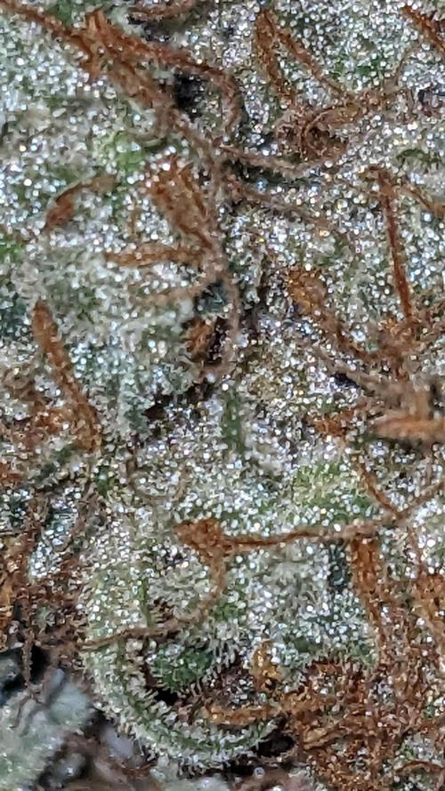 Strawberry Banana Auto. Week 14