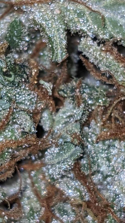 Strawberry Banana Auto. Week 14