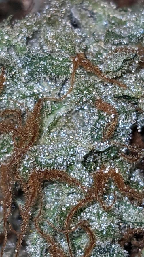 Strawberry Banana Auto. Week 14