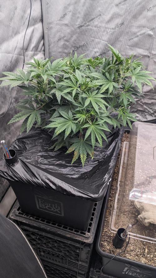 Tropicana Cookies Auto. Week 5 - 30
