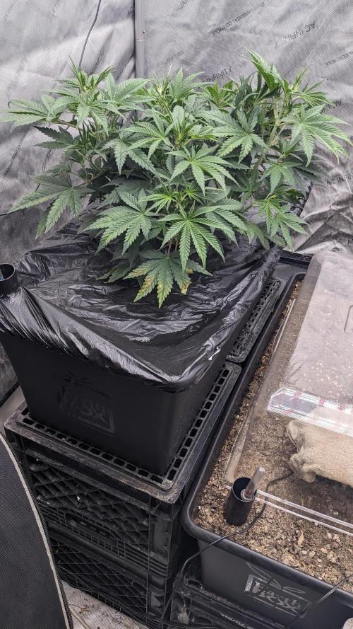 Tropicana Cookies Auto. Week 5 - 30
