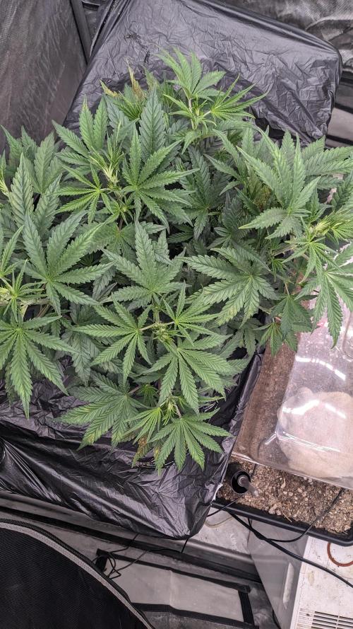 Tropicana Cookies Auto. Week 5 - 30
