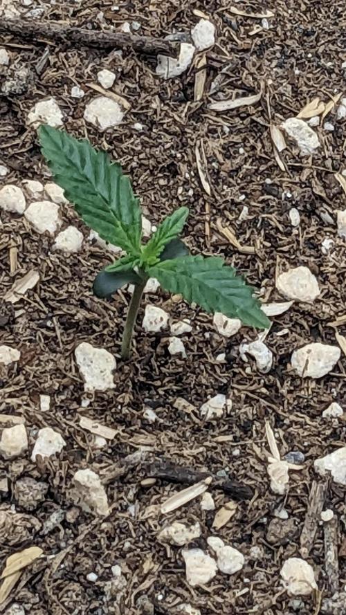 Gorilla cookies Auto. Week 1 - 4